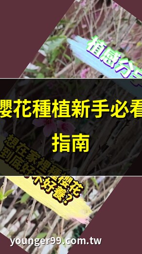 家種櫻花