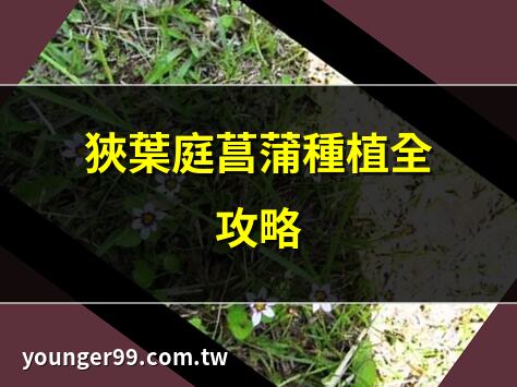狹葉庭菖蒲