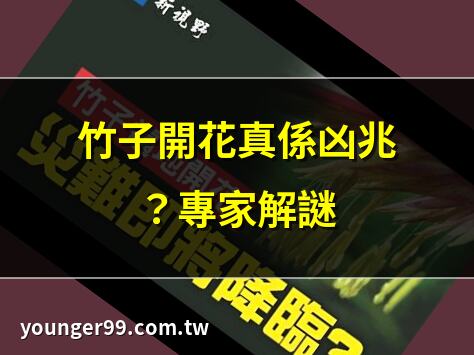 竹子開花的惡兆