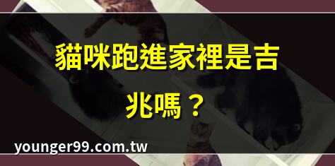 貓咪跑到家裡